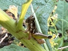 Phaedrotettix