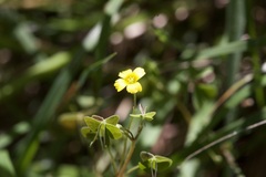 Oxalis perennans