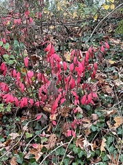 Euonymus alatus