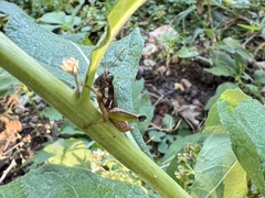 Phaedrotettix