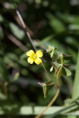 Oxalis perennans