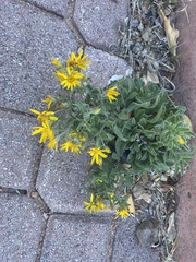 Heterotheca hirsutissima
