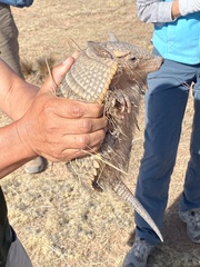 Chaetophractus vellerosus