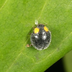 Apolinus lividigaster