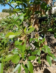 Fraxinus berlandieriana