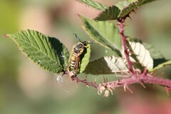 Pennisetia marginatum
