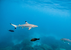 Carcharhinus melanopterus