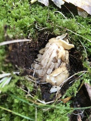 Helvella crispa