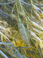 Oecanthus quadripunctatus