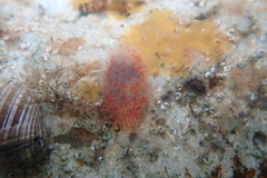 Ascidiella aspersa