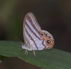 Chloreuptychia herseis