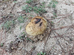 Scleroderma polyrhizum