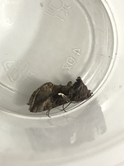 Autographa