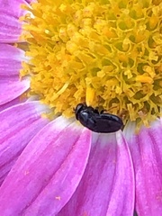 Discomyza