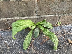 Hypochaeris chillensis