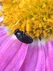 Discomyza