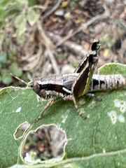 Phaedrotettix