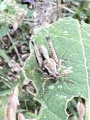 Phaedrotettix