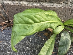 Hypochaeris chillensis