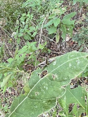 Phaedrotettix
