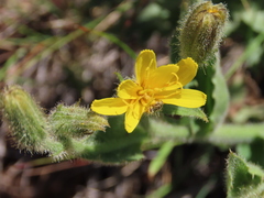 Crepis occidentalis