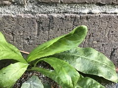 Hypochaeris chillensis