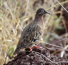 Zenaida galapagoensis