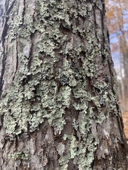 Flavoparmelia caperata