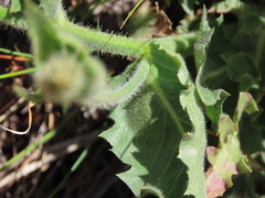 Crepis occidentalis