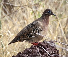 Zenaida galapagoensis