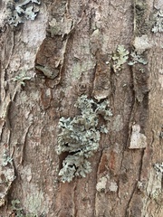 Flavoparmelia caperata