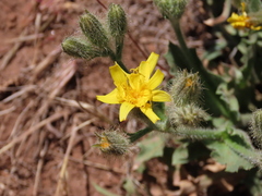 Crepis occidentalis