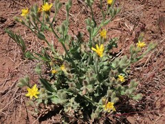 Crepis occidentalis