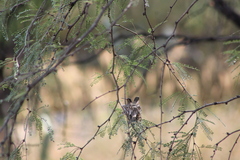 Phaeoptila sordida
