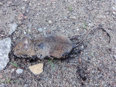 Apodemus sylvaticus