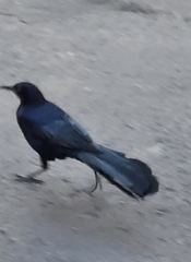 Quiscalus mexicanus