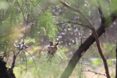 Phaeoptila sordida