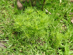 Tagetes filifolia
