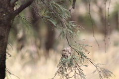 Phaeoptila sordida