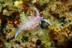 Facelina bostoniensis