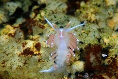 Facelina bostoniensis