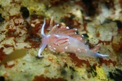 Facelina bostoniensis