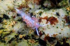 Facelina bostoniensis