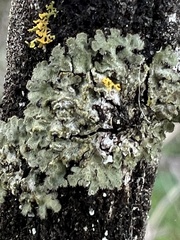 Phaeophyscia hirsuta