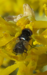 Phasia barbifrons