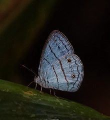 Caeruleuptychia aetherialis