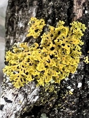 Xanthomendoza weberi