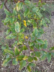 Zanthoxylum hirsutum