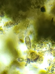 Colepidae