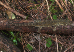 Mokopirirakau southern north island